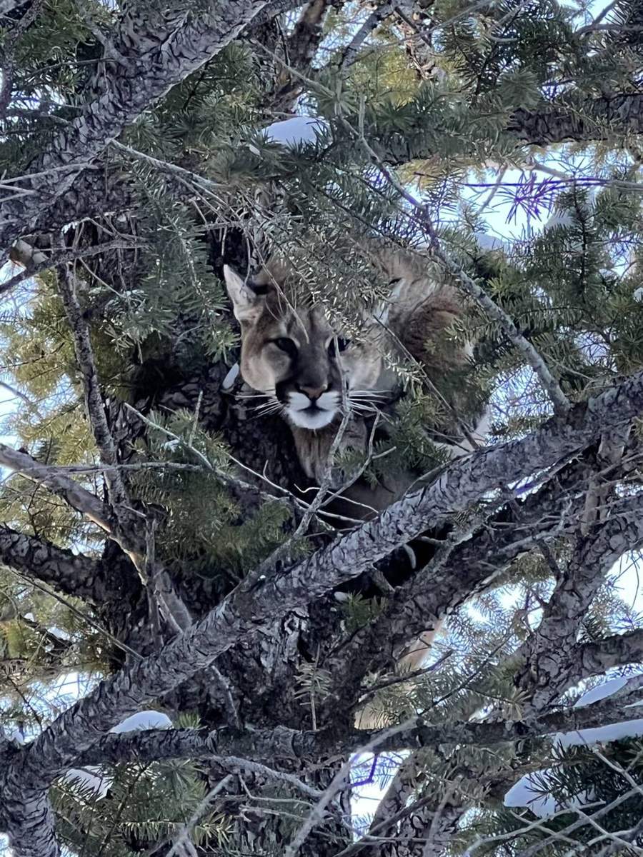 Fair-chase spot-and-stalk bear country
