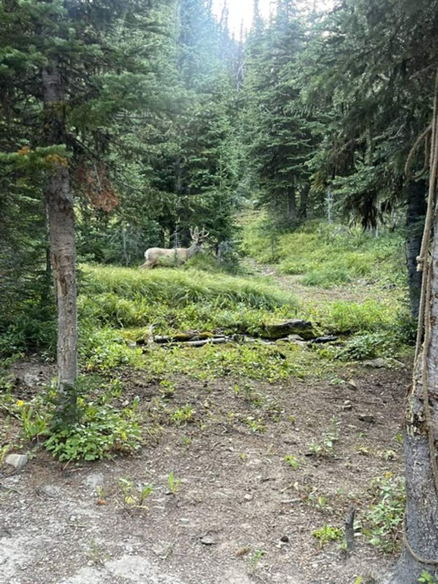 Montana Safaris wilderness adventure