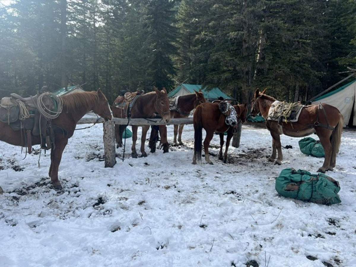 Montana Safaris wilderness adventure