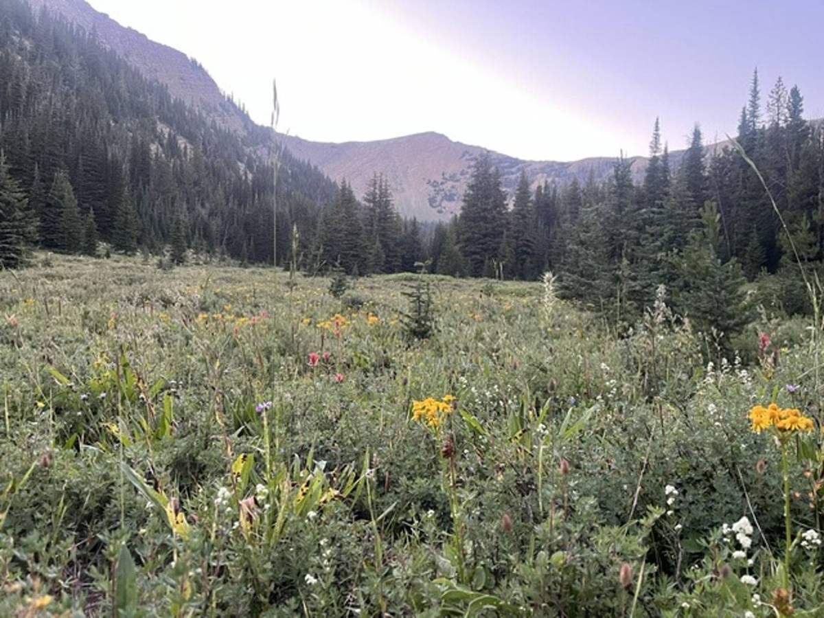 Montana Safaris wilderness adventure