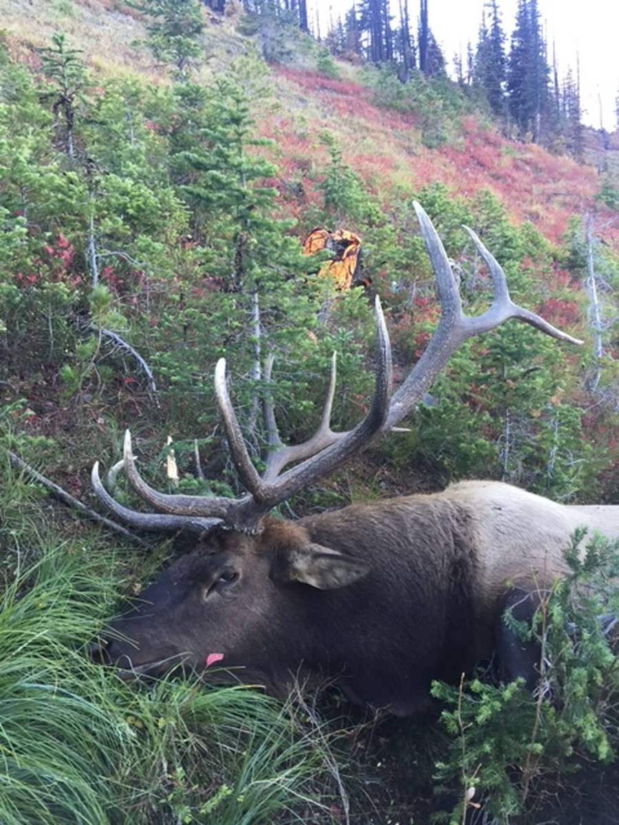 Trophy mule deer buck